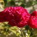 20081025_leclosluce_03